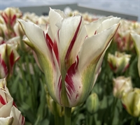 Tulipan Flaming Springgreen